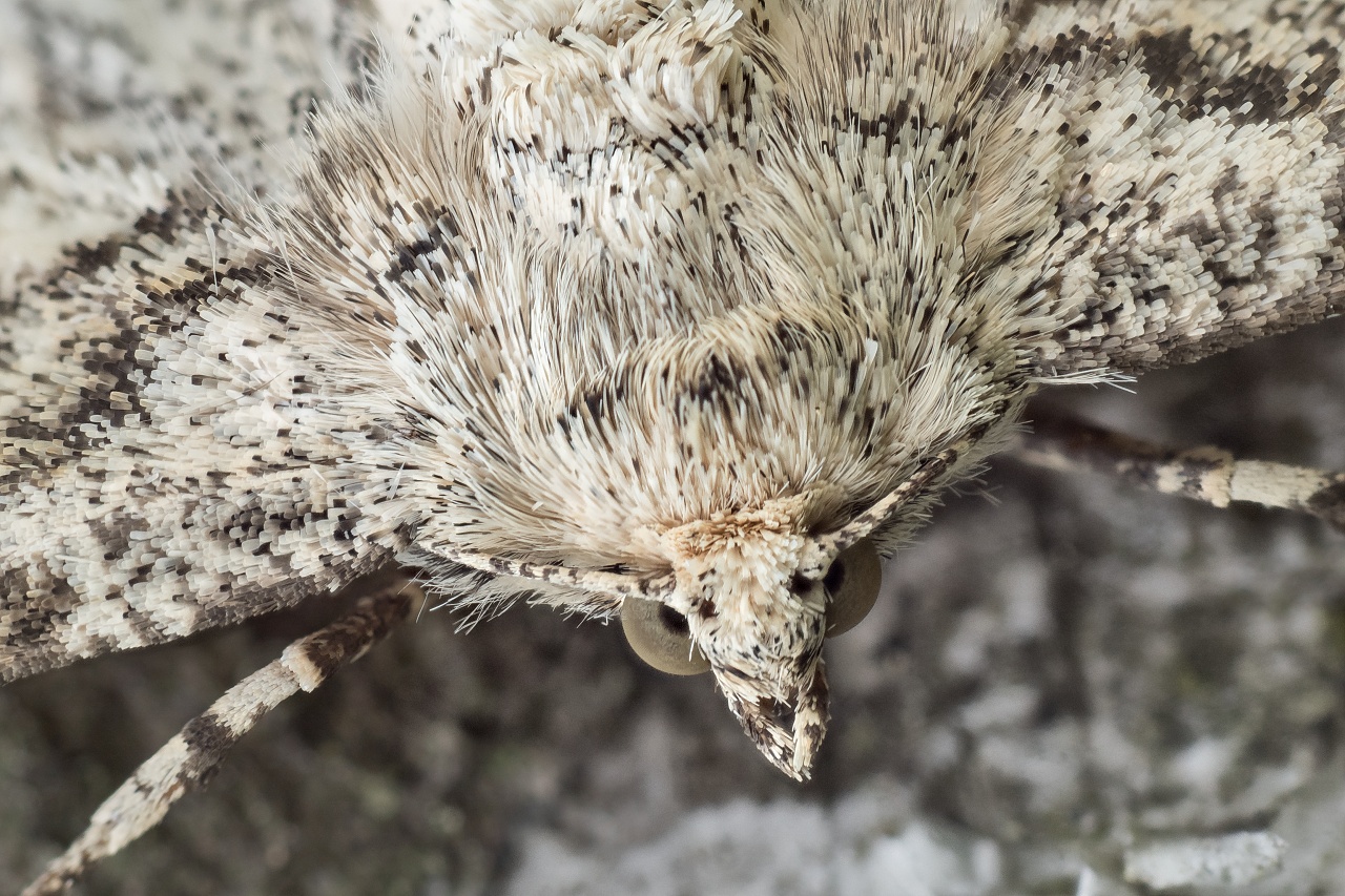 Przylepek ksiezycowiak (Ascotis selenaria) (8)